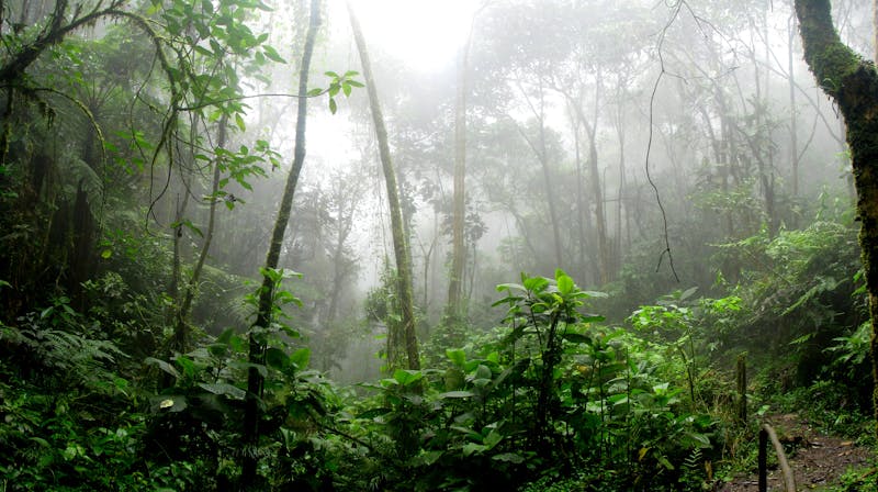 La forêt amazonienne vue depuis le ciel