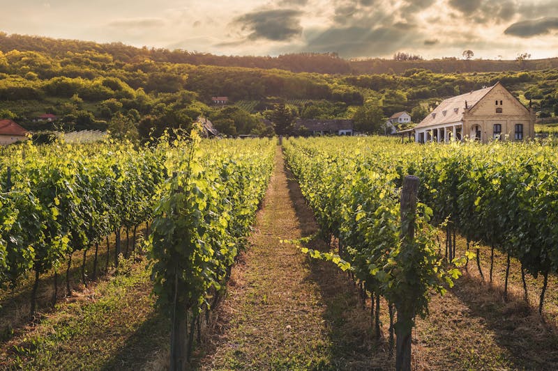Vignobles du monde